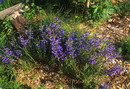Penstemon isophyllus